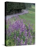Winding Road Lined with Lupine Flowers, California, USA-Adam Jones-Stretched Canvas