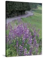 Winding Road Lined with Lupine Flowers, California, USA-Adam Jones-Stretched Canvas