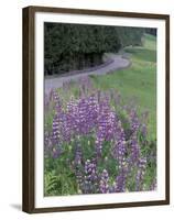 Winding Road Lined with Lupine Flowers, California, USA-Adam Jones-Framed Premium Photographic Print