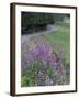 Winding Road Lined with Lupine Flowers, California, USA-Adam Jones-Framed Premium Photographic Print