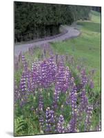 Winding Road Lined with Lupine Flowers, California, USA-Adam Jones-Mounted Premium Photographic Print