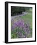 Winding Road Lined with Lupine Flowers, California, USA-Adam Jones-Framed Photographic Print