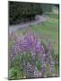 Winding Road Lined with Lupine Flowers, California, USA-Adam Jones-Mounted Photographic Print