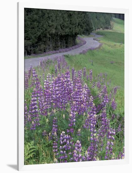 Winding Road Lined with Lupine Flowers, California, USA-Adam Jones-Framed Photographic Print