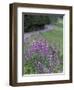 Winding Road Lined with Lupine Flowers, California, USA-Adam Jones-Framed Photographic Print