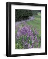 Winding Road Lined with Lupine Flowers, California, USA-Adam Jones-Framed Photographic Print