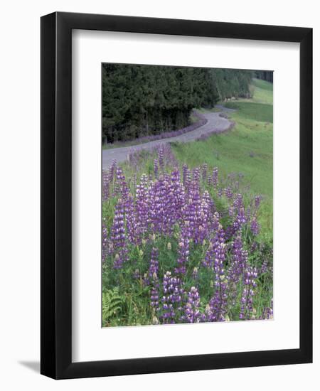 Winding Road Lined with Lupine Flowers, California, USA-Adam Jones-Framed Photographic Print