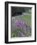 Winding Road Lined with Lupine Flowers, California, USA-Adam Jones-Framed Photographic Print