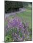 Winding Road Lined with Lupine Flowers, California, USA-Adam Jones-Mounted Photographic Print