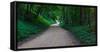 Winding road through a forest near Cassville, Grant County, Wisconsin, USA-null-Framed Stretched Canvas