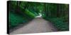 Winding road through a forest near Cassville, Grant County, Wisconsin, USA-null-Stretched Canvas