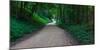 Winding road through a forest near Cassville, Grant County, Wisconsin, USA-null-Mounted Photographic Print