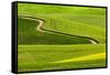 Winding rural dirt road through rolling hills of canola and wheat crops, Palouse region of Eastern -Adam Jones-Framed Stretched Canvas