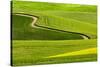 Winding rural dirt road through rolling hills of canola and wheat crops, Palouse region of Eastern -Adam Jones-Stretched Canvas