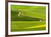 Winding rural dirt road through rolling hills of canola and wheat crops, Palouse region of Eastern -Adam Jones-Framed Photographic Print