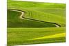 Winding rural dirt road through rolling hills of canola and wheat crops, Palouse region of Eastern -Adam Jones-Mounted Photographic Print
