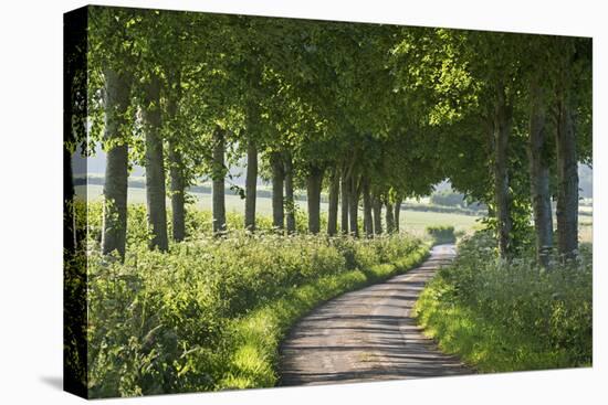 Winding Tree Lined Country Lane, Dorset, England. Summer (July)-Adam Burton-Stretched Canvas