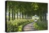 Winding Tree Lined Country Lane, Dorset, England. Summer (July)-Adam Burton-Stretched Canvas