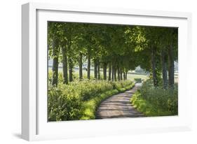 Winding Tree Lined Country Lane, Dorset, England. Summer (July)-Adam Burton-Framed Photographic Print