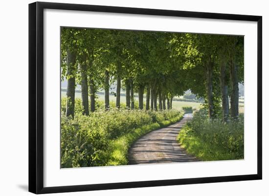 Winding Tree Lined Country Lane, Dorset, England. Summer (July)-Adam Burton-Framed Photographic Print