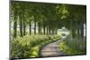 Winding Tree Lined Country Lane, Dorset, England. Summer (July)-Adam Burton-Mounted Photographic Print