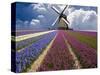 Windmill and Flower Field in Holland-Jim Zuckerman-Stretched Canvas