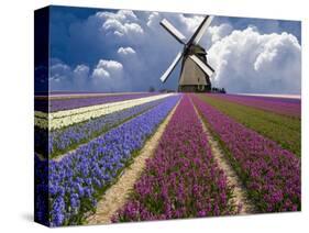 Windmill and Flower Field in Holland-Jim Zuckerman-Stretched Canvas