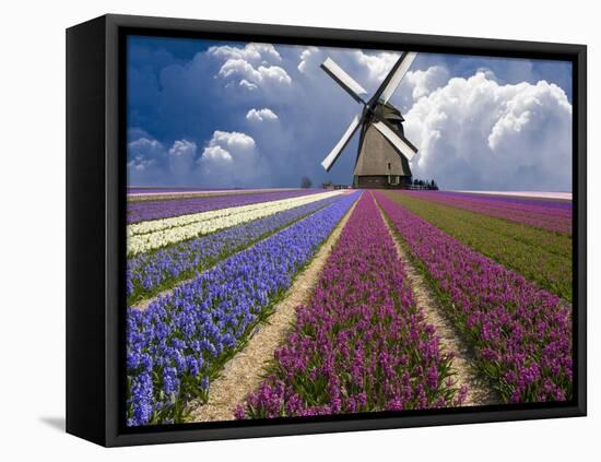 Windmill and Flower Field in Holland-Jim Zuckerman-Framed Stretched Canvas