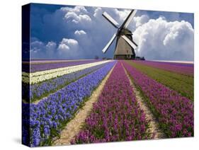 Windmill and Flower Field in Holland-Jim Zuckerman-Stretched Canvas