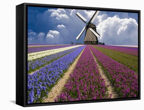 Windmill and Flower Field in Holland-Jim Zuckerman-Framed Stretched Canvas