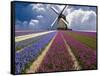 Windmill and Flower Field in Holland-Jim Zuckerman-Framed Stretched Canvas