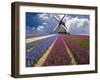 Windmill and Flower Field in Holland-Jim Zuckerman-Framed Premium Photographic Print