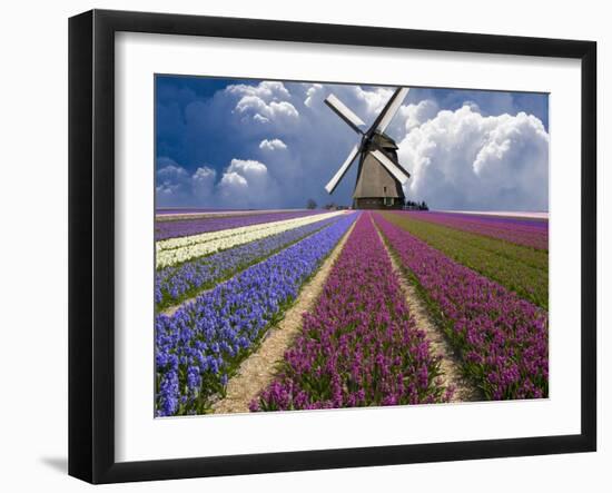 Windmill and Flower Field in Holland-Jim Zuckerman-Framed Premium Photographic Print