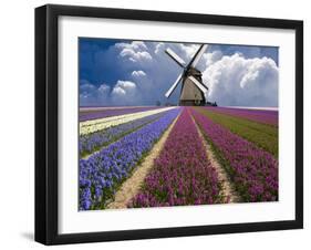 Windmill and Flower Field in Holland-Jim Zuckerman-Framed Premium Photographic Print