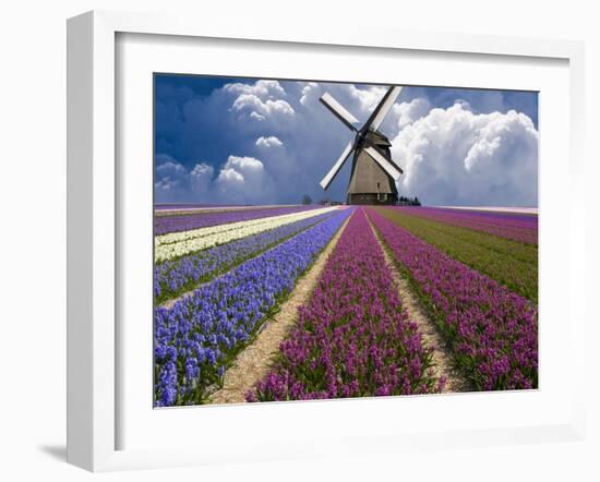 Windmill and Flower Field in Holland-Jim Zuckerman-Framed Premium Photographic Print