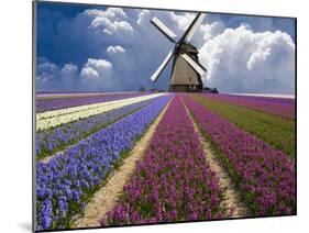 Windmill and Flower Field in Holland-Jim Zuckerman-Mounted Premium Photographic Print