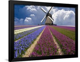 Windmill and Flower Field in Holland-Jim Zuckerman-Framed Photographic Print