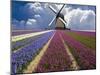 Windmill and Flower Field in Holland-Jim Zuckerman-Mounted Photographic Print