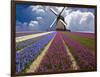 Windmill and Flower Field in Holland-Jim Zuckerman-Framed Photographic Print