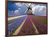 Windmill and Flower Field in Holland-Jim Zuckerman-Framed Photographic Print