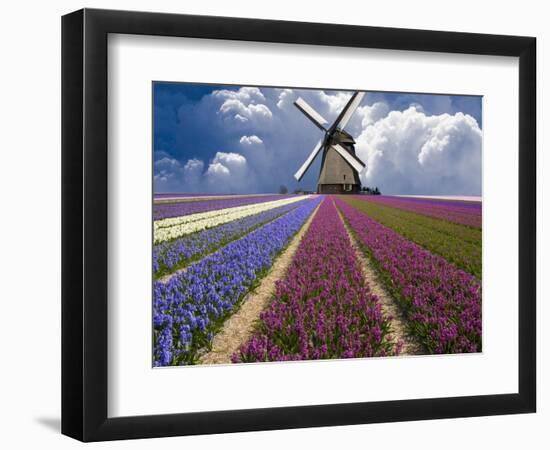 Windmill and Flower Field in Holland-Jim Zuckerman-Framed Photographic Print