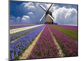 Windmill and Flower Field in Holland-Jim Zuckerman-Mounted Photographic Print