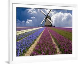 Windmill and Flower Field in Holland-Jim Zuckerman-Framed Photographic Print