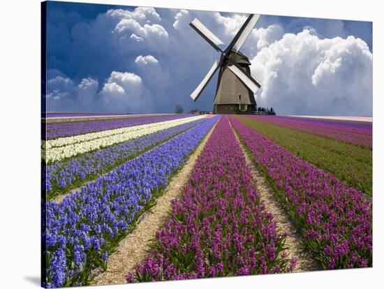 Windmill and Flower Field in Holland-Jim Zuckerman-Stretched Canvas