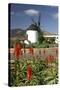 Windmill, Antigua, Fuerteventura, Canary Islands-Peter Thompson-Stretched Canvas