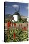 Windmill, Antigua, Fuerteventura, Canary Islands-Peter Thompson-Stretched Canvas