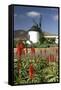 Windmill, Antigua, Fuerteventura, Canary Islands-Peter Thompson-Framed Stretched Canvas