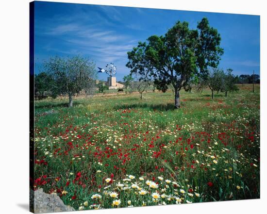 Windmill flower meadow Majorca-null-Stretched Canvas