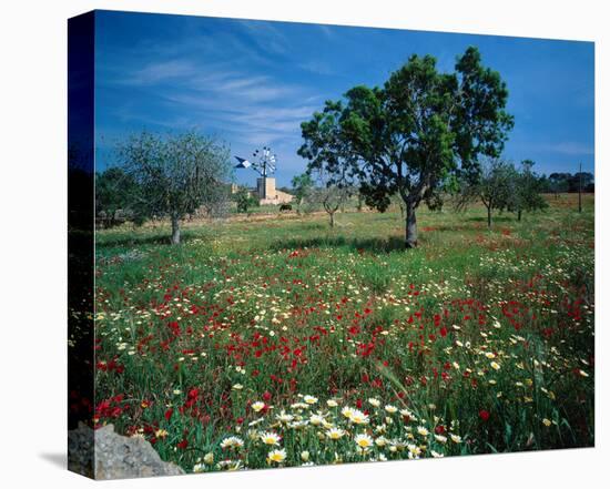 Windmill flower meadow Majorca-null-Stretched Canvas