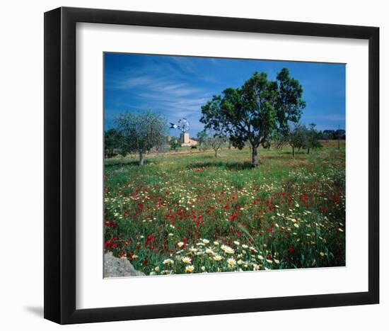 Windmill flower meadow Majorca-null-Framed Art Print